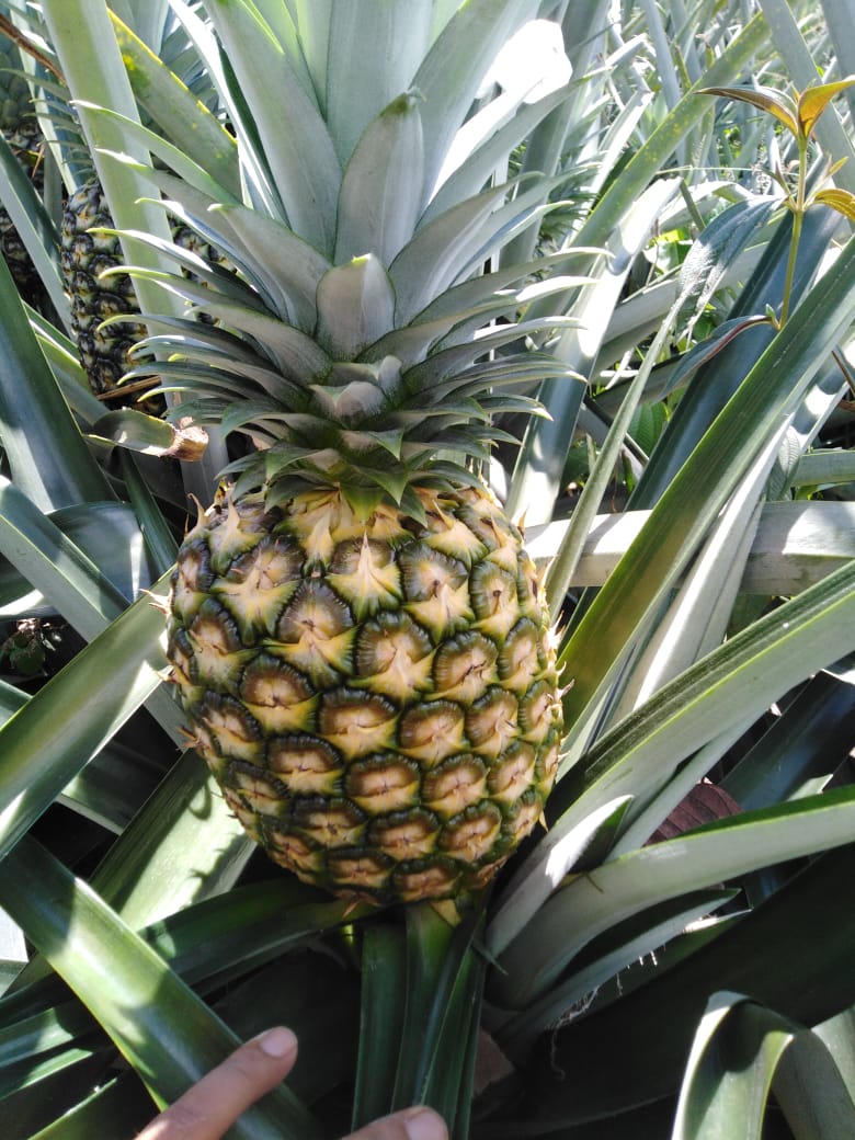 PIÑA